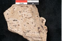 Foto (Detailansicht) von Pinus palaeostrobus Ettingshausen (NHMW-GEO-2024-0188-8267)
